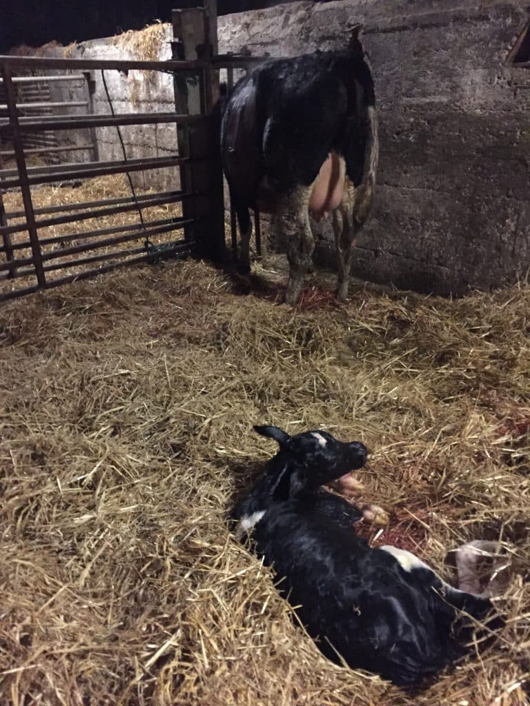 crypto scour in calves