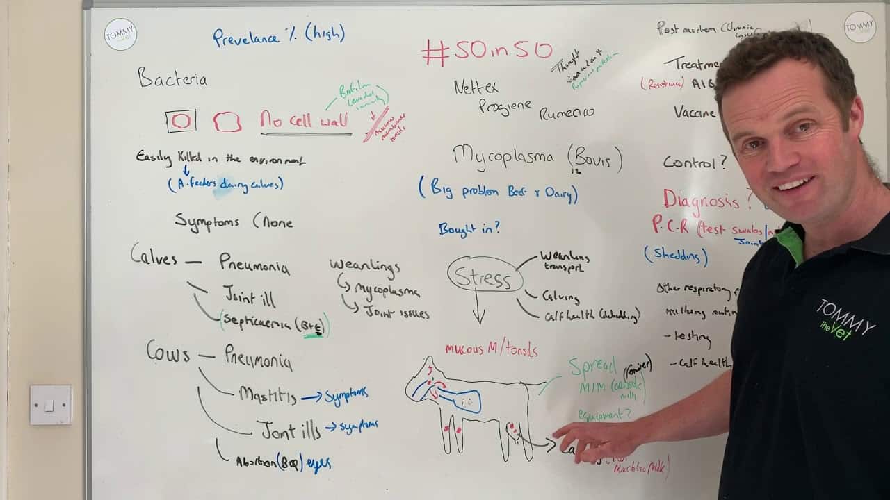 #50in50 Video 44 Mycoplasma bovis - Tommy The Vet