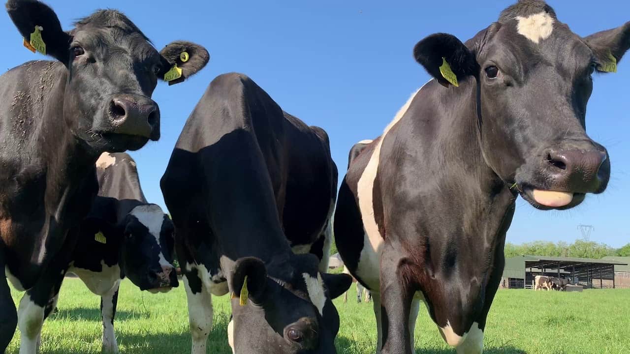 video-heat-stress-on-cows-this-summer-tommy-the-vet