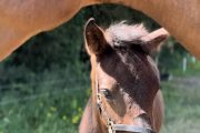 Optimizing Foal Health in Their First Months: Essential Steps for Horse Owners