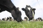 Combatting Heat Stress in Cows: Understanding the Signs and Prevention Strategies for Farmers