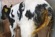 How to Identify and Treat Common Calf Diseases